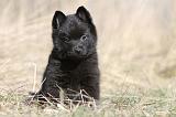 SCHIPPERKE 348